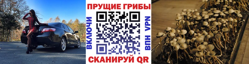 Галлюциногенные грибы Cubensis  купить   Подольск 